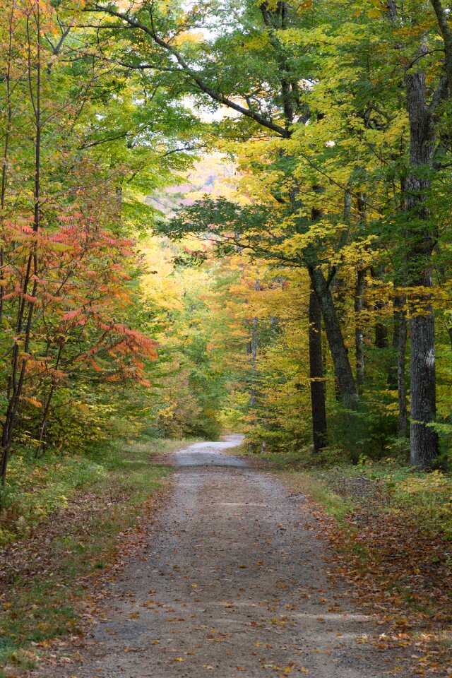 Free stock photo of bright, environment, foliage