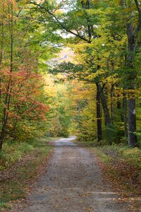 Free stock photo of bright, environment, foliage photo