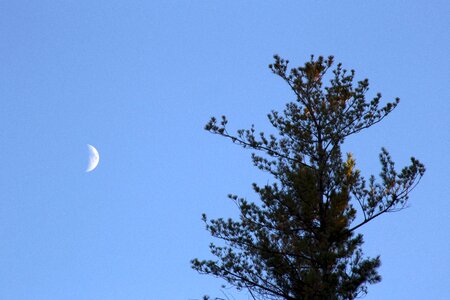 Free stock photo of moon, nature, sky photo