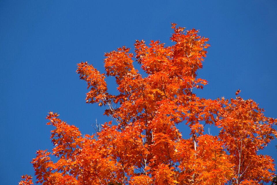 Free stock photo of foliage, maple, nature