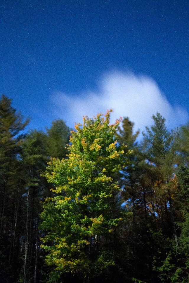 Free stock photo of clouds, foliage, landscape