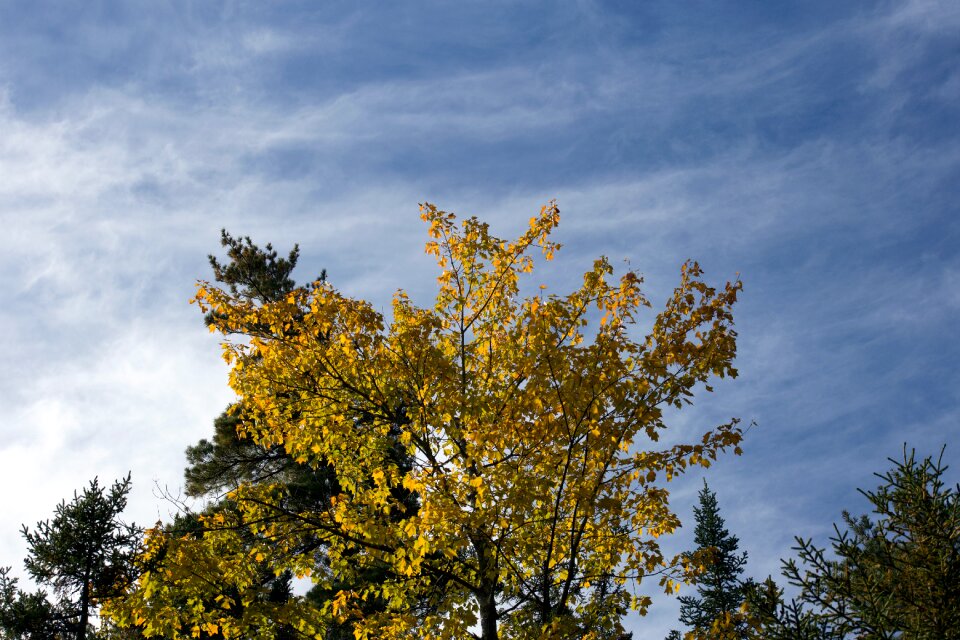 Free stock photo of clouds, foliage, nature