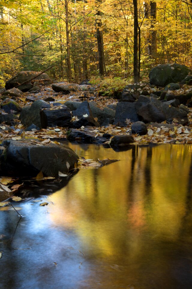 Free stock photo of foliage, nature, reflection photo