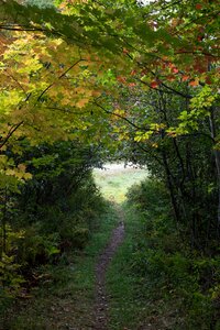 Free stock photo of foliage, grass, nature