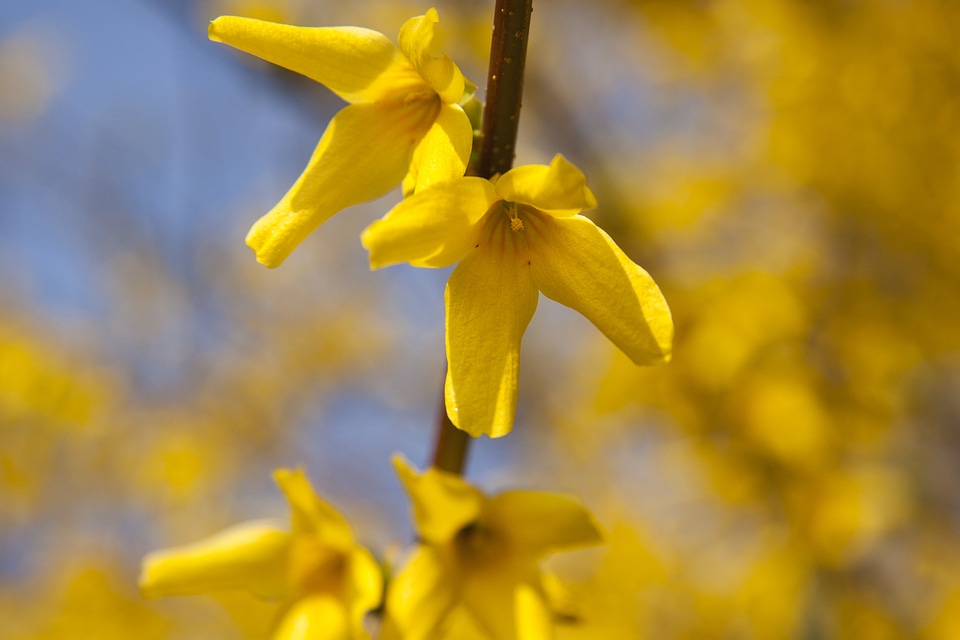 Golden bells flowers forsythia flowers