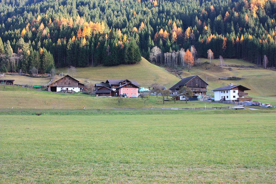 Village forest trees