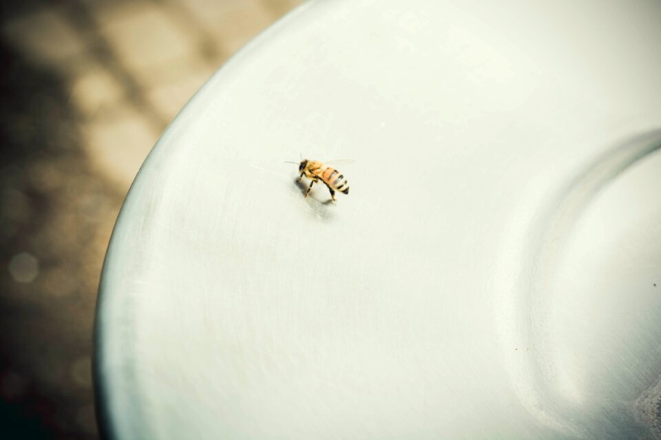 Honeybee on White Surface