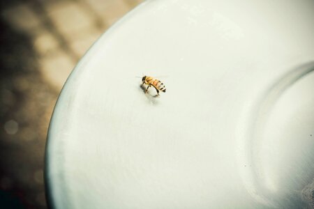 Honeybee on White Surface