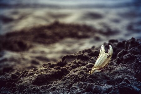 White Crab on Sand photo