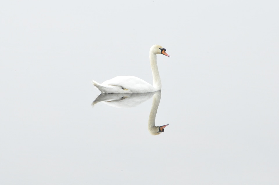 Nature water bird mirror image