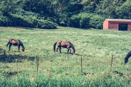 Three Horses Eating Grass