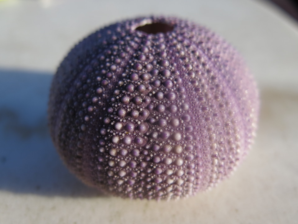 Macro close-up echinoderm