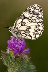 Bloom thistle macro photo