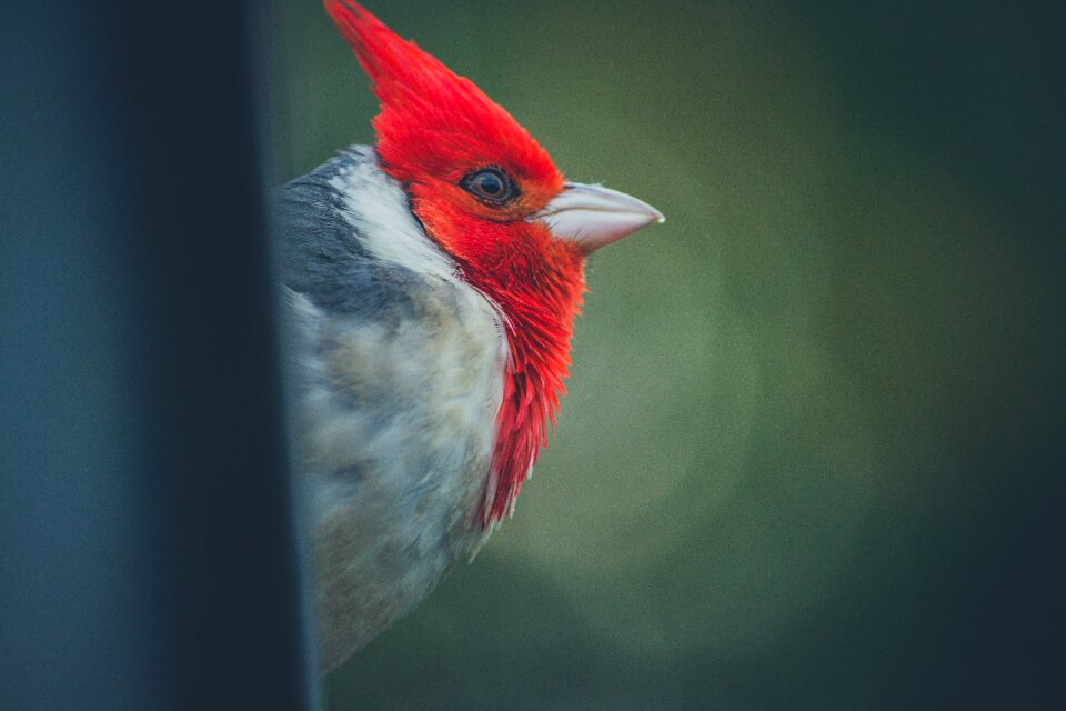 Selective Focus-photography of Red-headed Cardinal