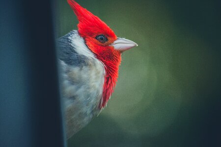 Selective Focus-photography of Red-headed Cardinal photo