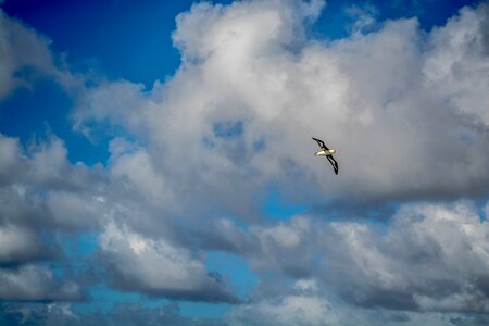 Free stock photo from Photo Collections
