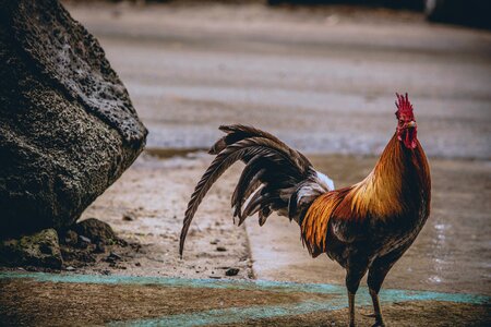 Free stock photo from Photo Collections