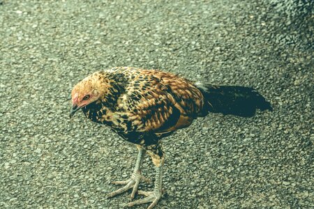 Free stock photo of animal, animal photography, chicken photo