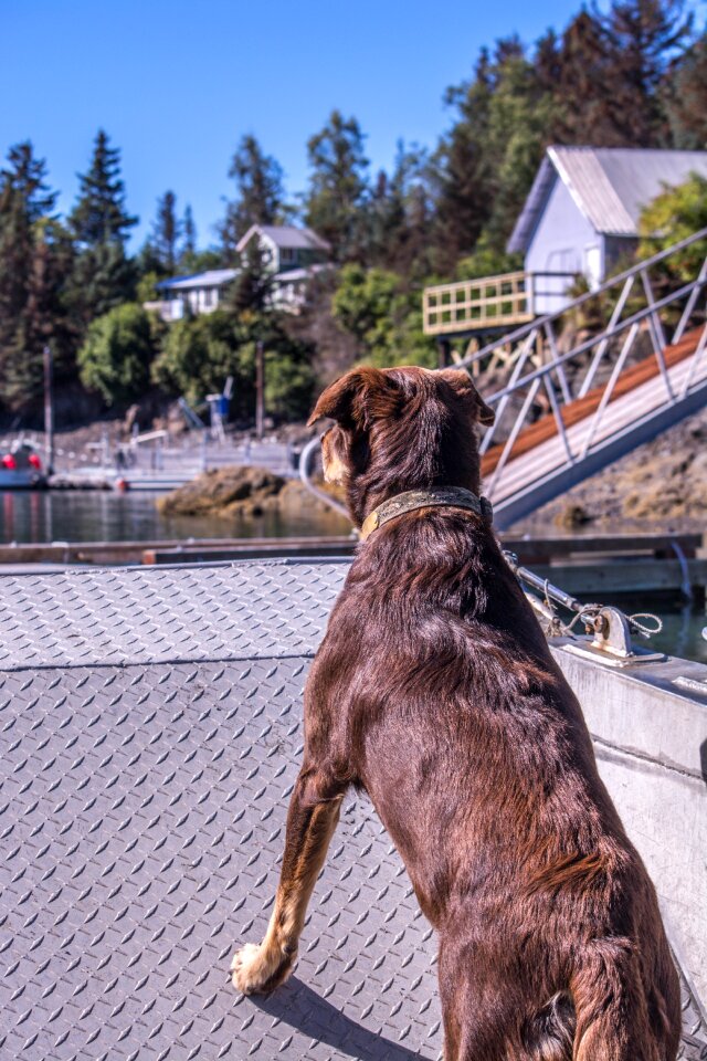 Brown Dog in Shallow Photo