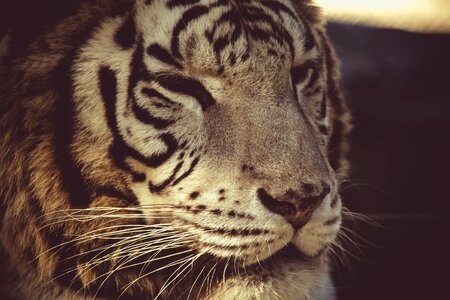 Closeup Photo of Tiger photo
