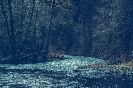 River Between Forest photo