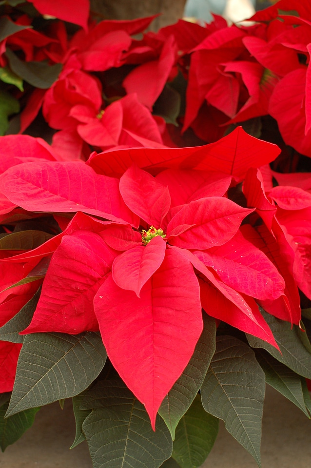 Christmas holiday plant