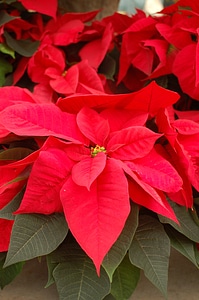 Christmas holiday plant photo