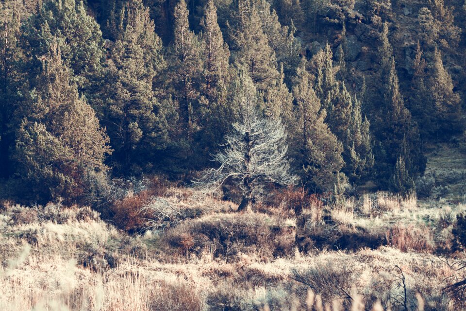 Green Leafed Trees