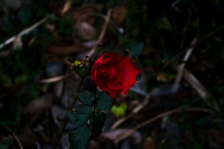 Free stock photo from Photo Collections