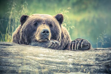 Brown Bear Resting on Tree Log photo