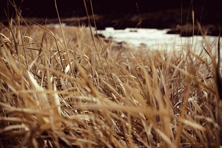 Dried Grass Field photo