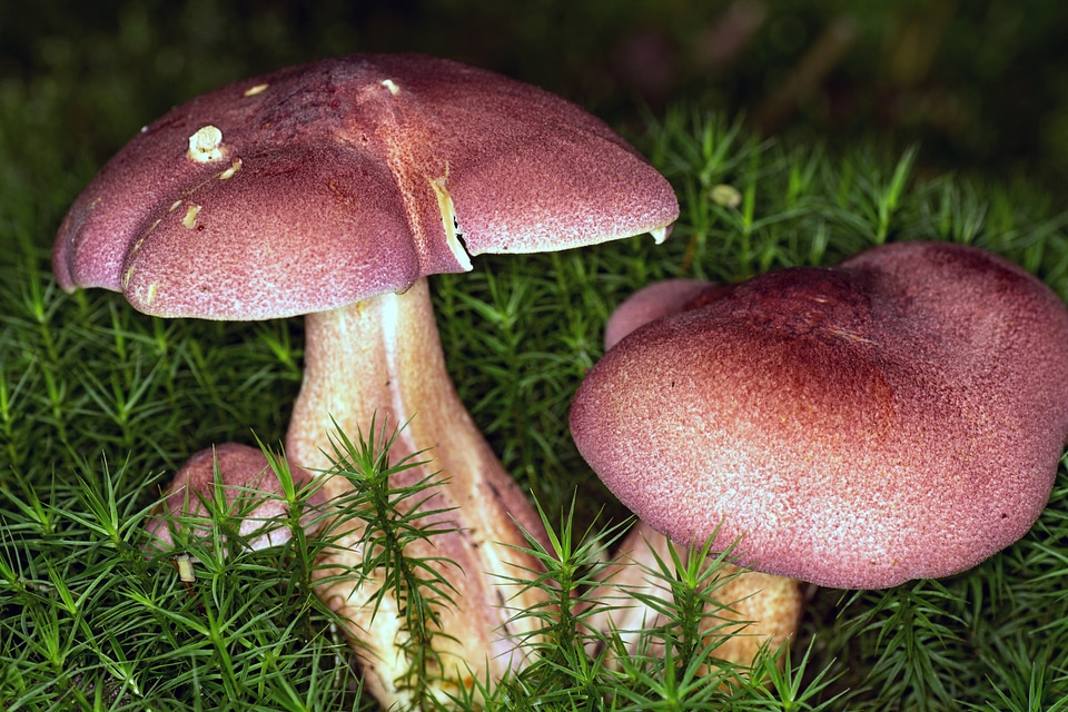 Forest moss macro