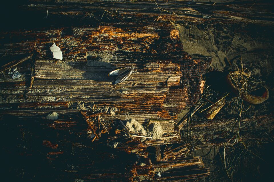Flat Lay Photography of Winged Insect on Rotten Wood