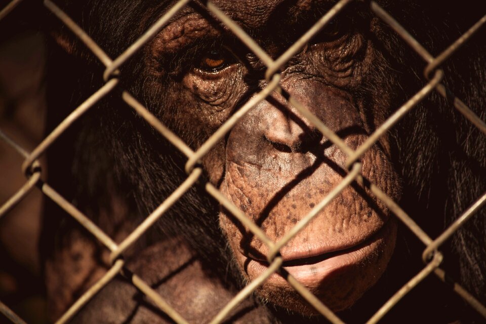 Close Up Photo of Monkey