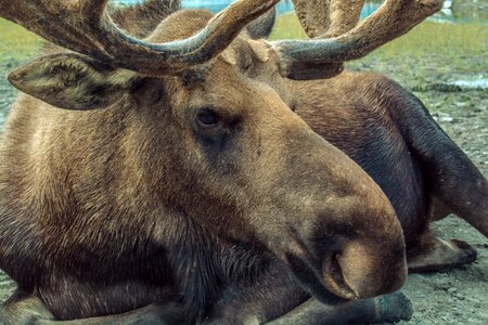 Brown Moose photo