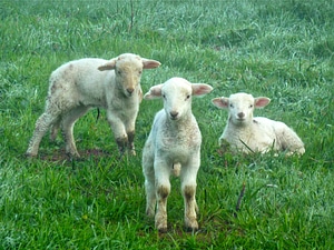 Lamb animal cute photo