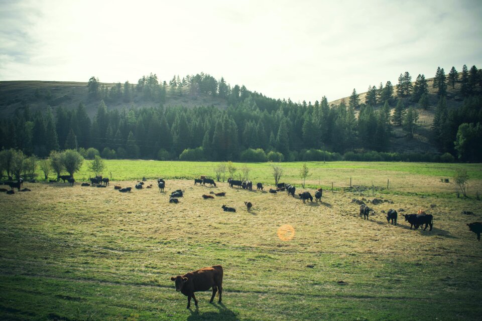 Brown Cow on Grass Field photo