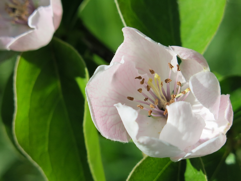 Flower close-up branch