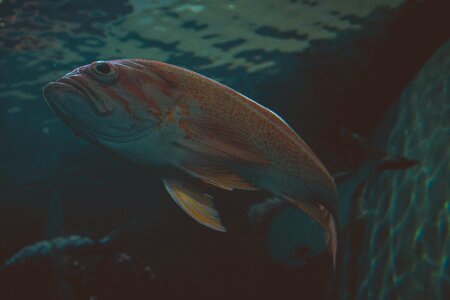 Orange Fish in Shallow Photo photo