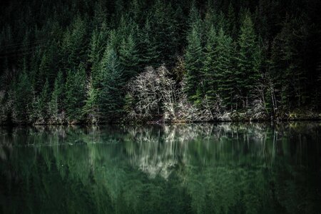 Body of Water and Pine Trees photo