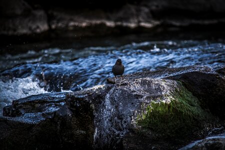 Selective Focus Photography of Bird Perching on Rock photo