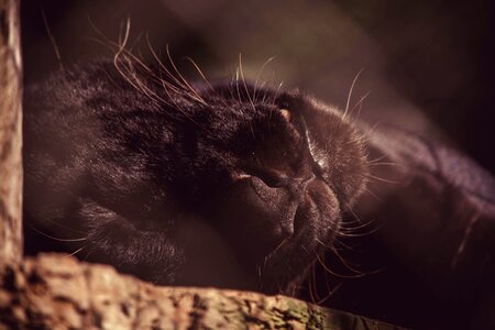 Close-up Photography of Black Panther Lying on Brown Wood photo