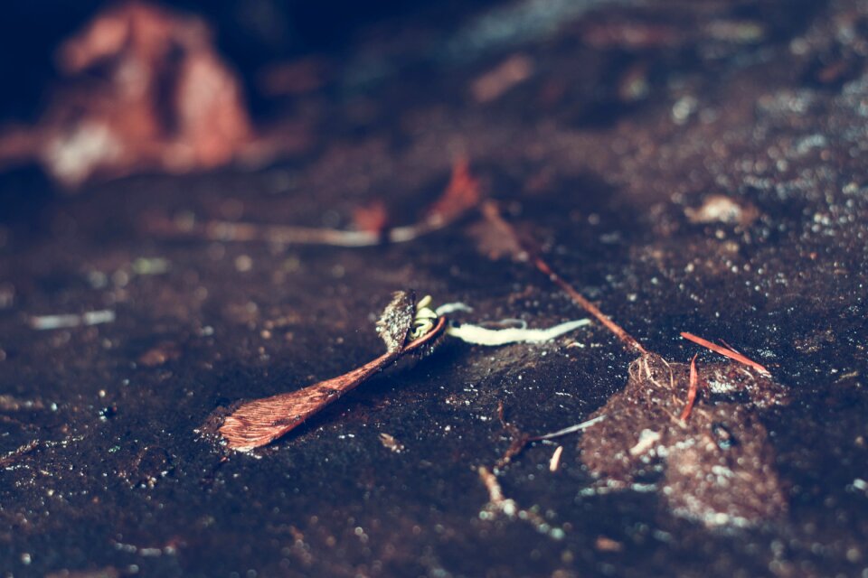 Selective Focus Photography of Brown Leaf