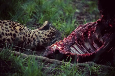 Cheetah Near Carcass photo
