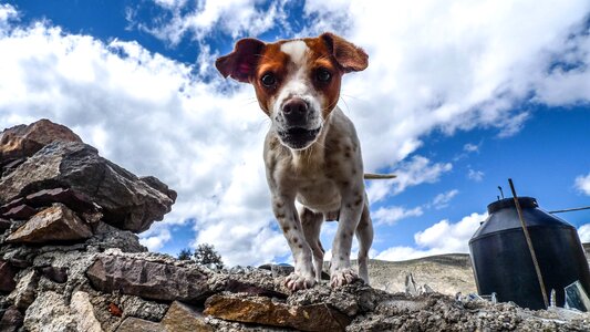 Adult White and Brown Jack Russell Terrier Under White Cloud and Blue Sky photo