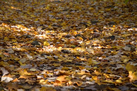 Stack of Leaves photo