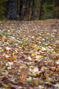 Free stock photo of foliage, nature, trees photo