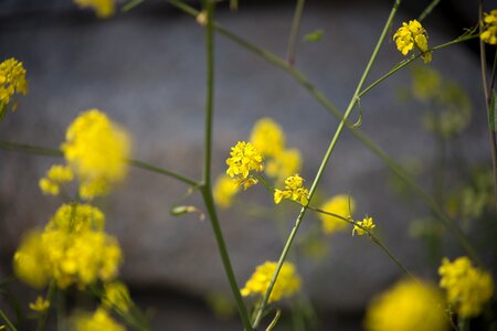 Free stock photo of flowers, nature, summer photo