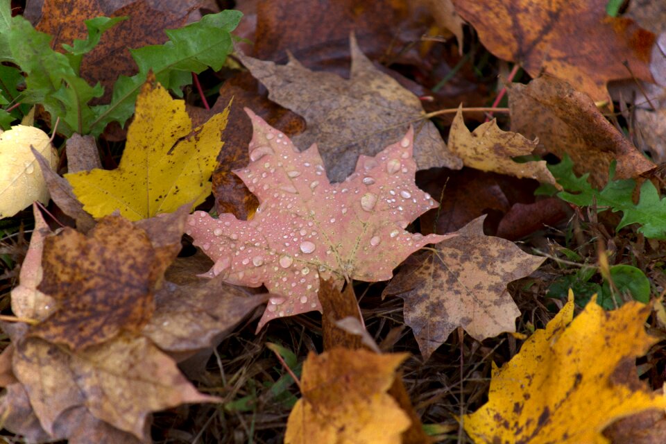 High Angle View of Maple Leaf