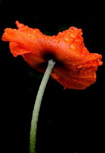 Close-up of Flower Against Black Background photo